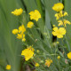 Ranunculus gramineus