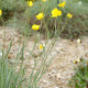 Ranunculus gramineus