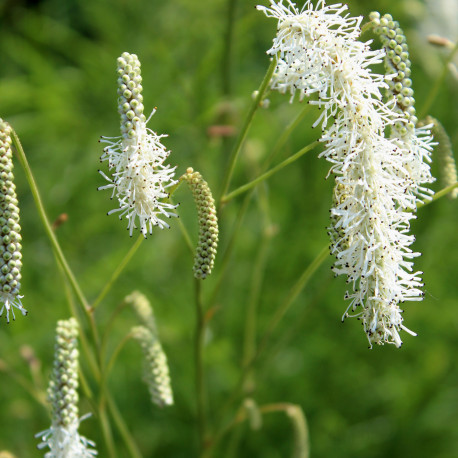 Sanguisorba tenuifolia 'Alba'