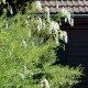 Sanguisorba tenuifolia 'Alba'