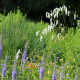 Sanguisorba tenuifolia 'Alba'