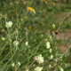 Scabiosa ochroleuca