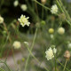 Scabiosa ochroleuca