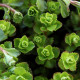 Sedum kamtschaticum