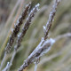 Sesleria autumnalis