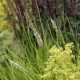 Sesleria autumnalis