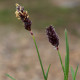 Sesleria heufleriana