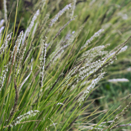 Sesleria argentea