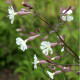 Silene italica