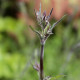 Silene italica