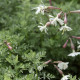 Silene italica