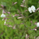 Silene italica