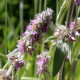 Stachys germanica