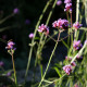 Verbena bonariensis