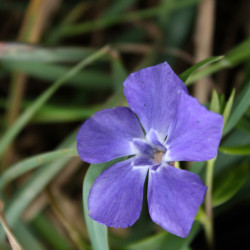 Vinca minor 'Marie'