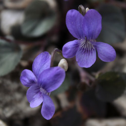 Viola labradorica