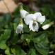 Viola sororia 'Albiflora'