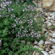 Thymus pallasianus