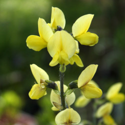 Thermopsis chinensis