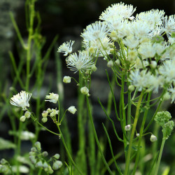 Thalictrum aquilegifolium 'Album'