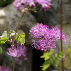 Thalictrum aquilegifolium