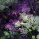 Thalictrum aquilegifolium