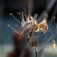 Thalictrum aquilegifolium