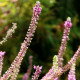 Teucrium hyrcanicum