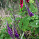 Teucrium hyrcanicum