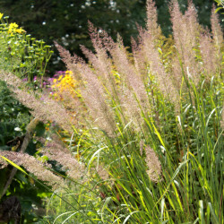 Stipa brachytrichum