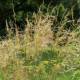 Stipa capillata