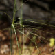 Stipa capillata