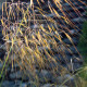 Stipa gigantea