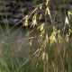 Stipa gigantea