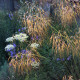 Stipa gigantea