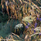 Stipa gigantea