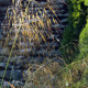 Stipa gigantea