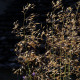 Stipa gigantea