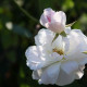 Blush Noisette