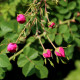 Cerise Bouquet