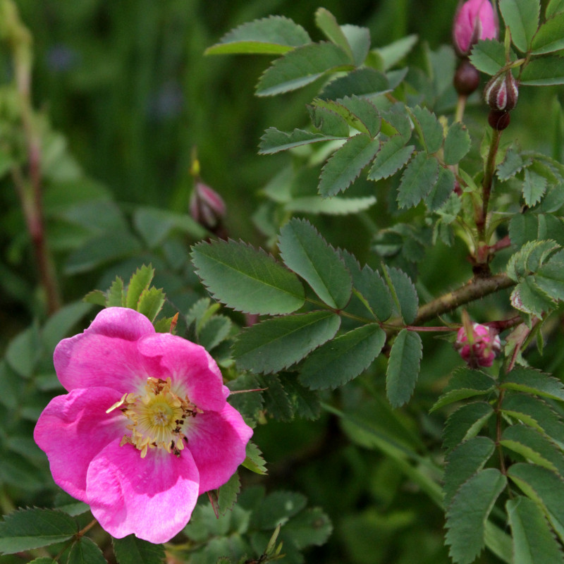 R. pimpinellifolia 'Mary Queen of Scots