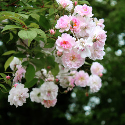 Paul's Himalayan Musk Rambler