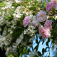 Paul's Himalayan Musk Rambler