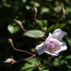 Paul's Himalayan Musk Rambler