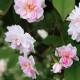 Paul's Himalayan Musk Rambler