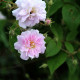 Paul's Himalayan Musk Rambler