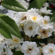 Rambling Rector