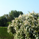 Rambling Rector