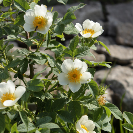 Rosa achburensis