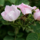 Rosa aff. villosa